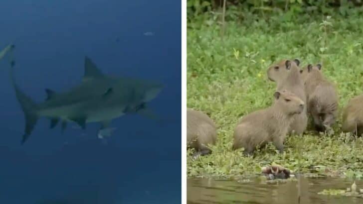 A Concerning Trend In Wildlife Population Decline