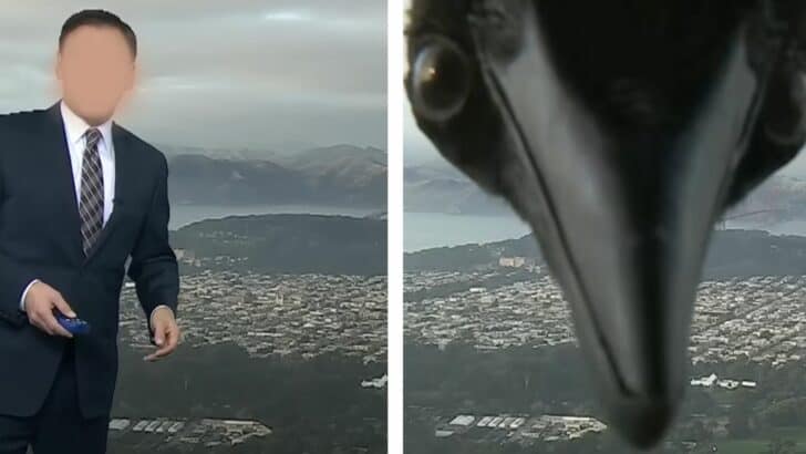 Weather Forecast Is Interrupted By A Curious Bird In San Francisco