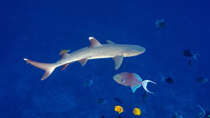 Brazilian Sharks Test Positive for Cocaine