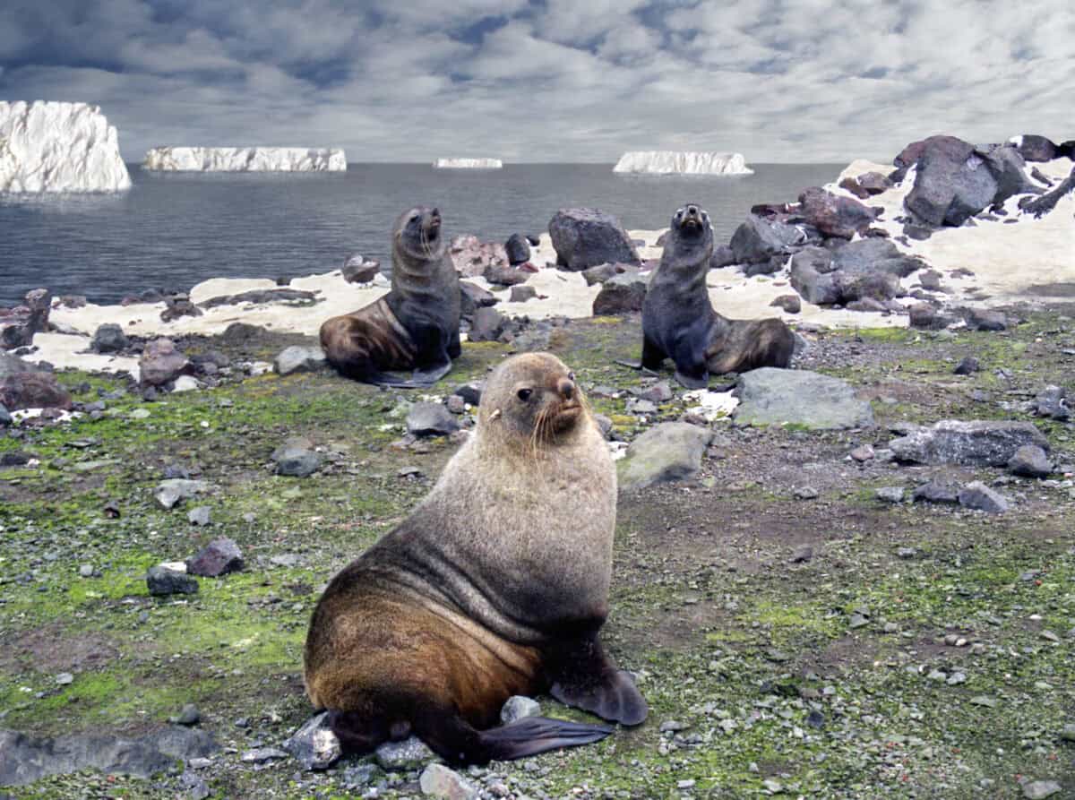 Antarctic seals