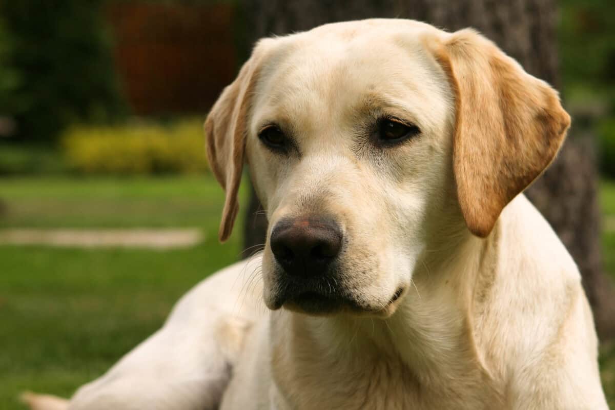 Close up of a labrador retriever.