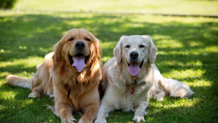 Why Do Dogs Really Wag Their Tails?