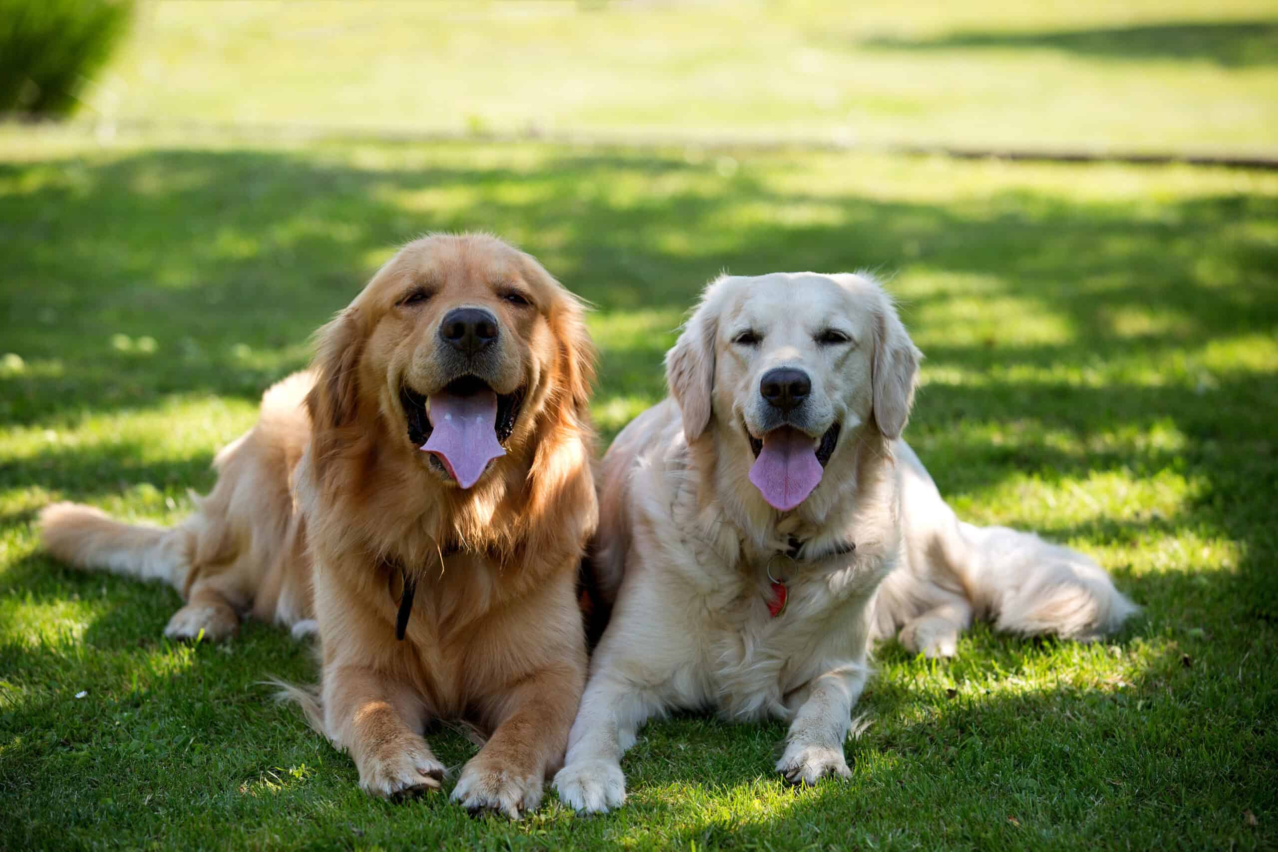 Two dogs lying on grass.