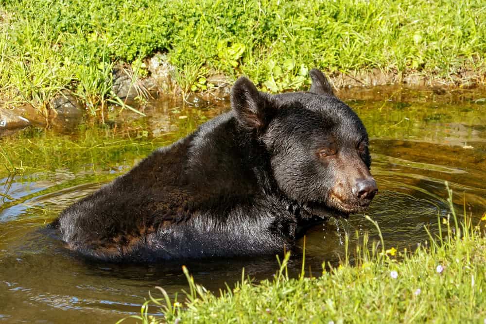 Bear
