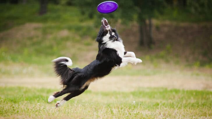 10 Fastest Racing Dog Breeds You Must Know