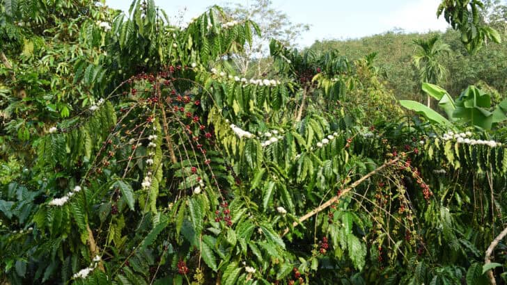 Cocoa Traders Risk Losing Billions to Ghana&rsquo;s Infected Crops