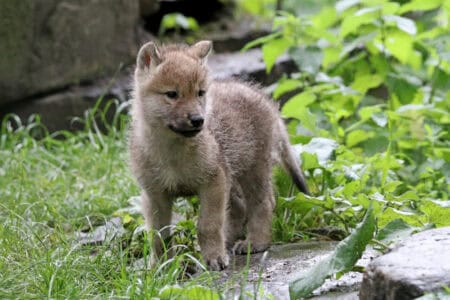 10 Cutest Baby Animals That Turn Into Fierce Adults