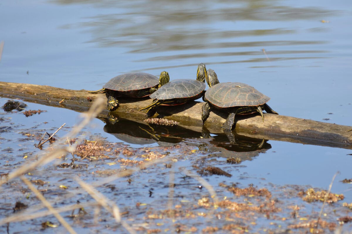 Turtles