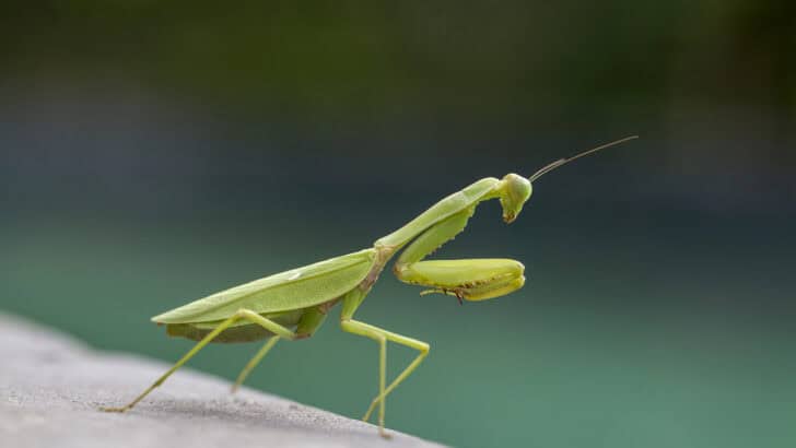 The Deadly Courtship: Why Female Praying Mantises Eat Their Mates