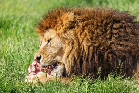 8 Animals That Eat Their Own Kind