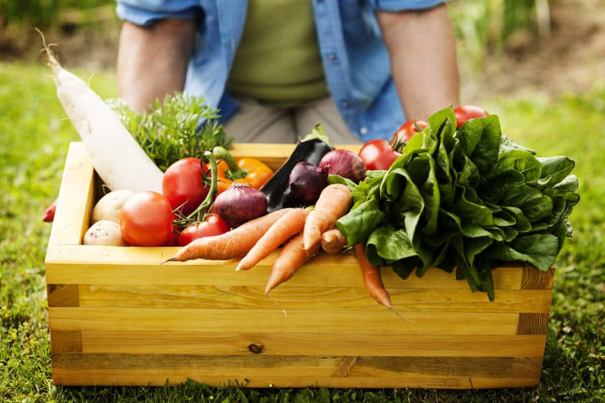 vegetable garden harvest