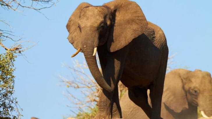 Second American Killed by Elephant in Zambia This Year