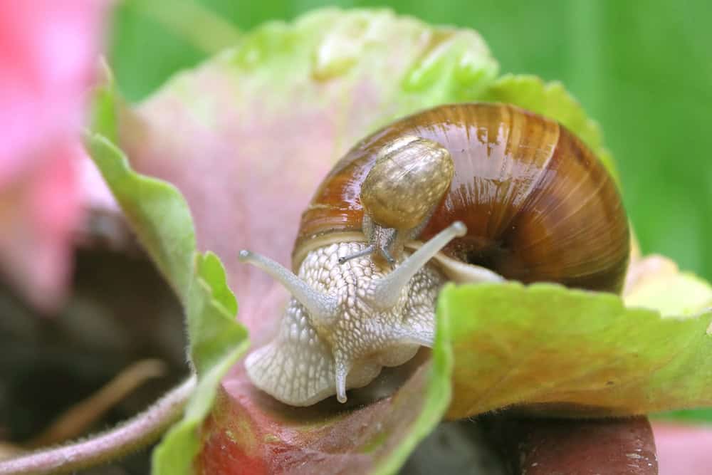 Snail
