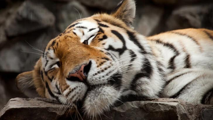 7 Animals That Sleep the Most