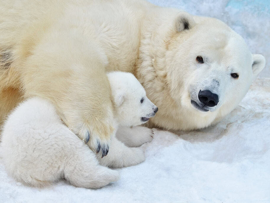 Polar bear with its cub.