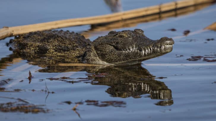 On the Brink of Extinction, Cambodia’s Crocodiles are Making a Comeback