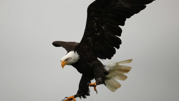 The Astonishing Truth Behind an Eagle’s Undeniable Strength