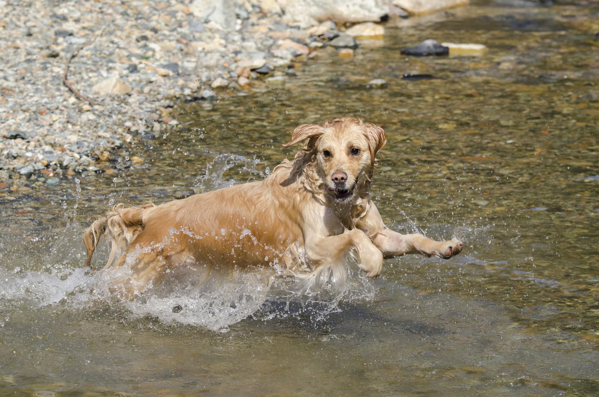 golden retriever swimming in lake 