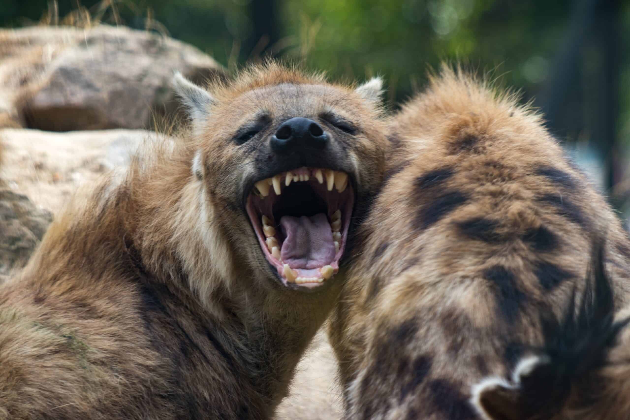 hyenas
