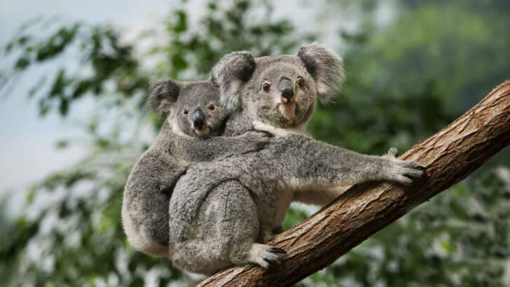 7 Animals That Eat The Most