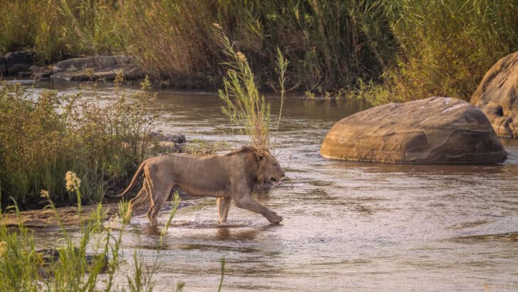 Could Reintroducing Lions Save the Savannah?