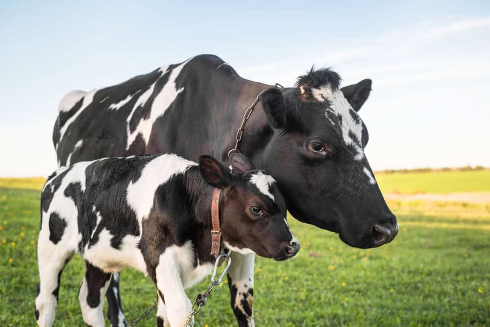 Cow