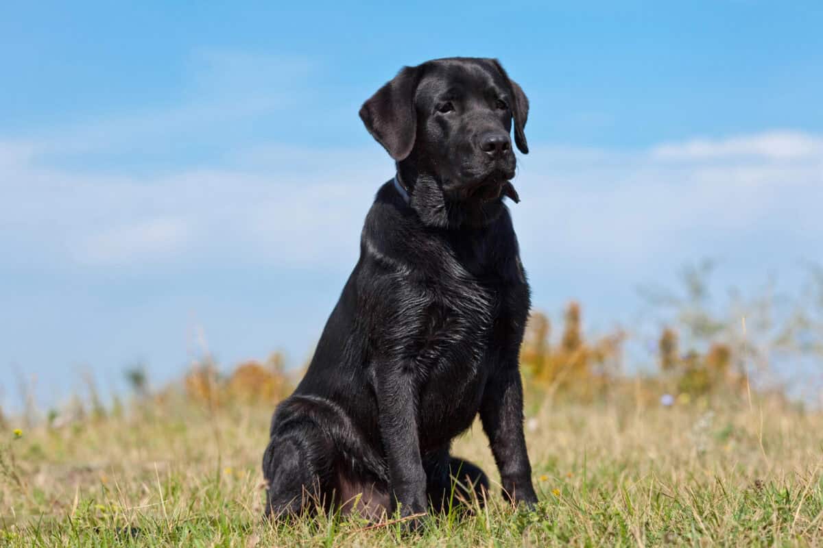 An old Labrador Retriever.