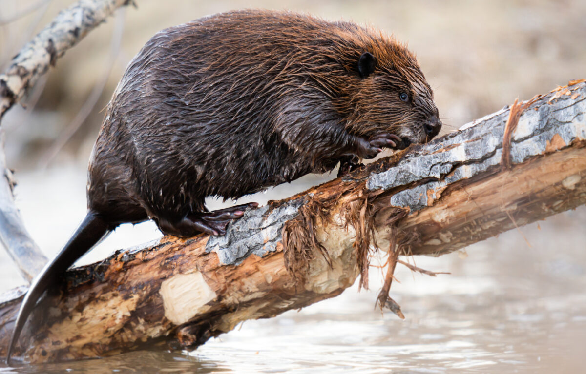 Beaver