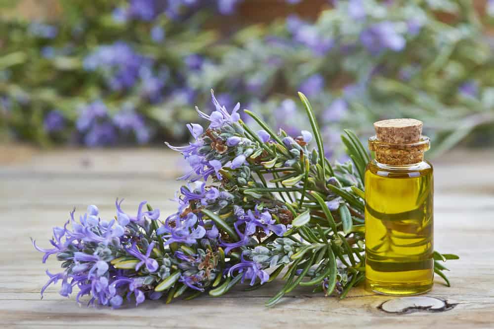 Rosemary essential oil.