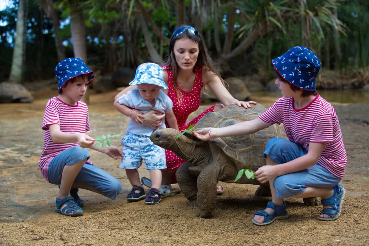 Tortoise
