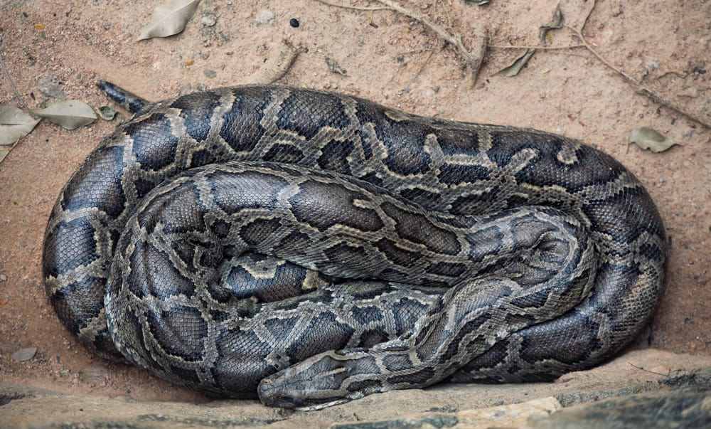 Python resting.