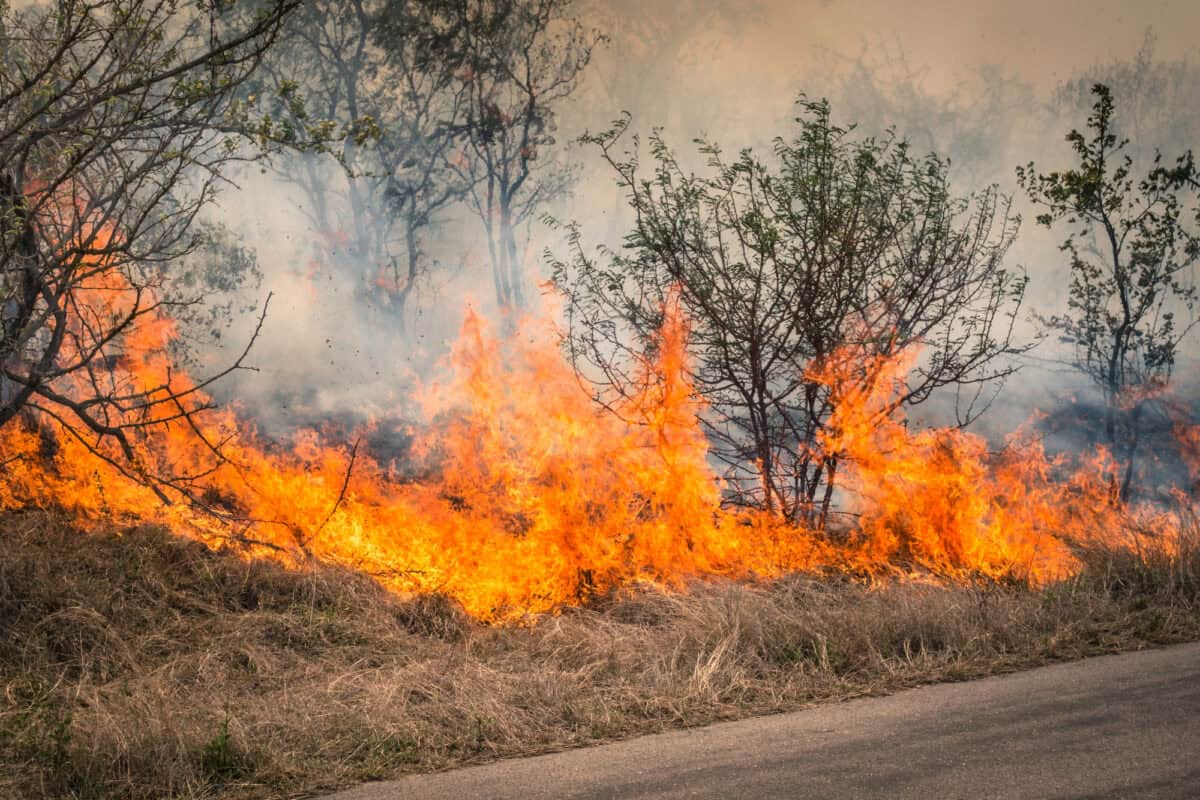 A raging bushfire