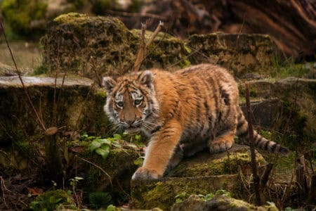 Malayan Tiger on the Brink of Extinction: Alarm as Deaths Rise