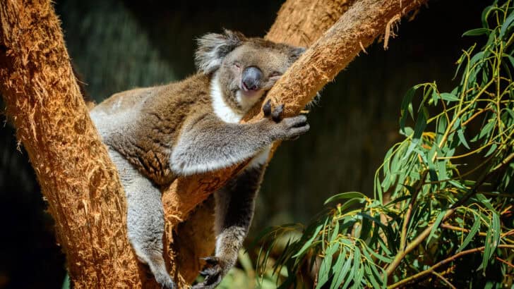 Why Koalas Are One of the Most Loved (But Least Understood) Marsupials