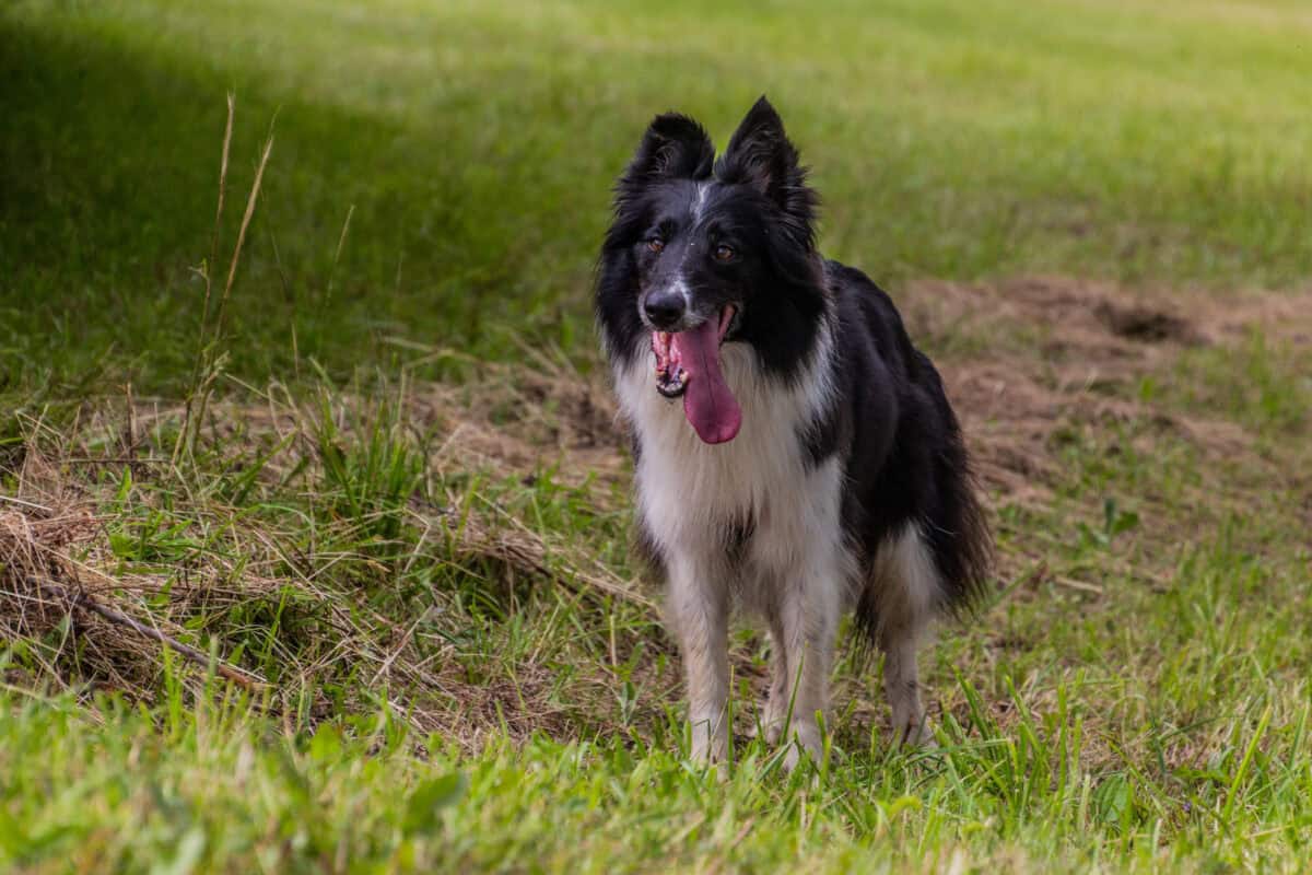 Collie breed dog on a meadow.