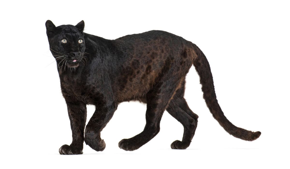 panther