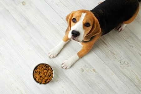 The Right Way to Give Hawthorn To Your Dog