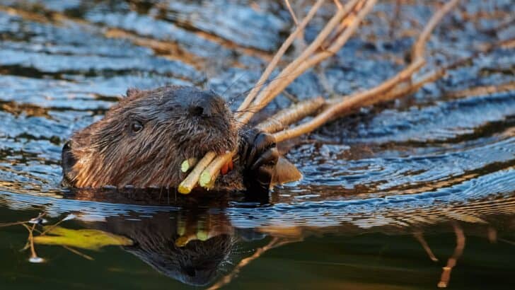 Experts Amazed By Discovery In Rainforest 15 Years After Reintroduction Of Beavers