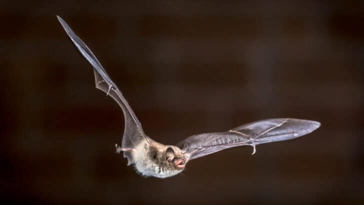 Eerie Creatures That Keep Halloween Spooky