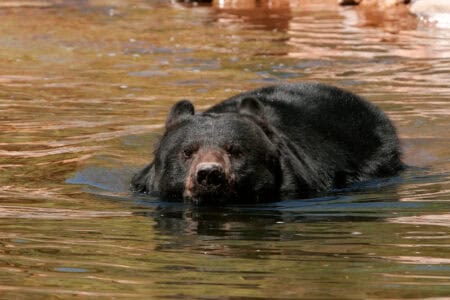 Black bear swimming in the water.