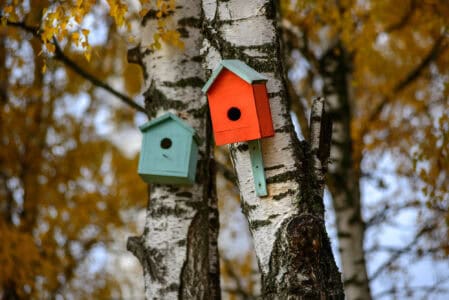 6 Ways of Making Your Garden Extra Bird-Friendly