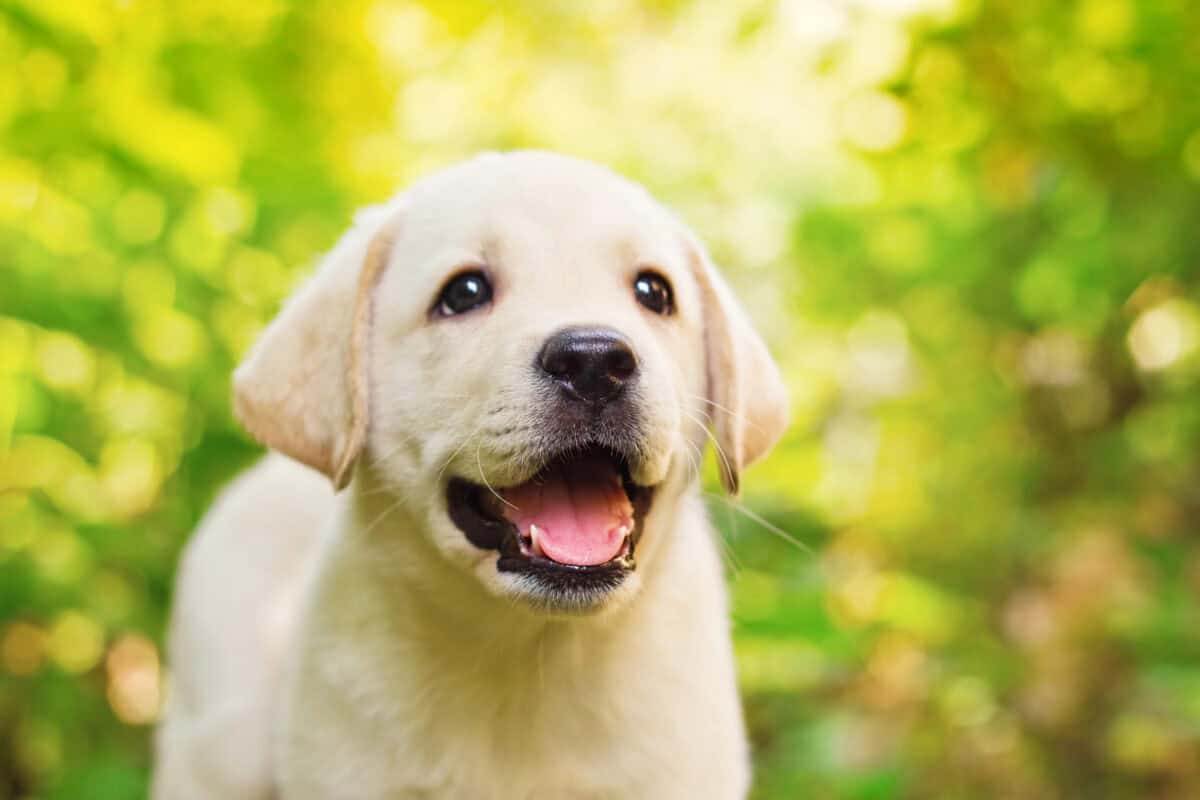 A new born Labrador Retriever.