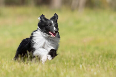 16 Breeds That Rank Highest in Canine Intelligence