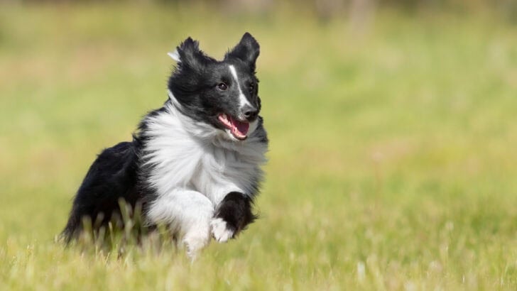 13 Breeds That Rank Highest in Canine Intelligence