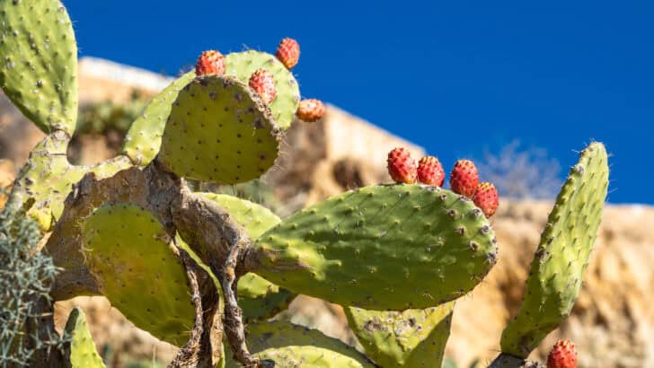 Insects are Dismantling Tunisia’s Crucial Prickly Pear Industry