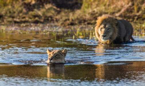 Two Lion Brothers Swim Through Crocodile-Infested Waters for Love