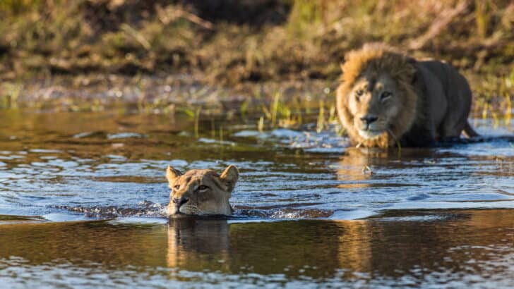 Two Lion Brothers Swim Through Crocodile-Infested Waters for Love