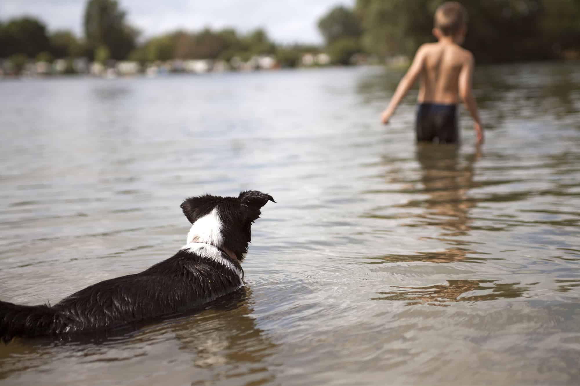 dog swimming with boy in lake 
