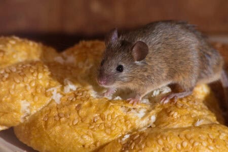 How to Spot and Stop Rodent Activity In Your Home