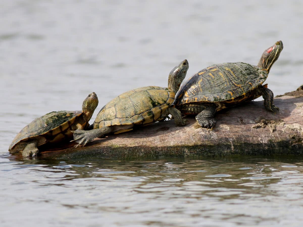 Turtles